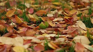 高清实拍秋天银杏落叶升格高帧频落叶视频视频的预览图